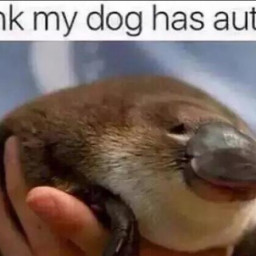 User avatar